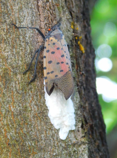 An adult spotted lanternfly lays a new egg mass. Photo: Don Grosman