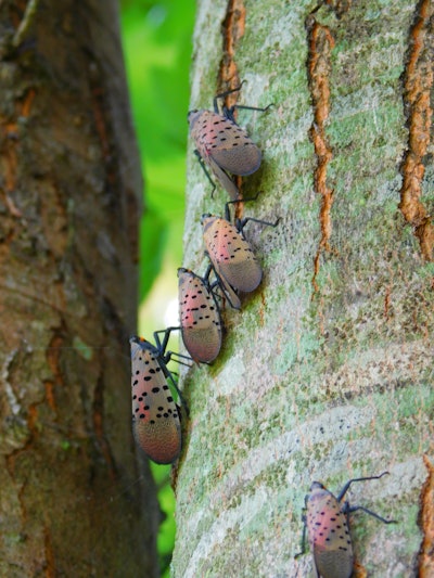 Adult spotted lanternflies prefer to target healthy tree hosts. Photo: Don Grosman