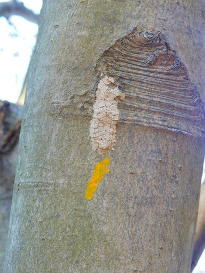 Egg masses have a dried mud appearance as they overwinter. Photo: Don Grosman