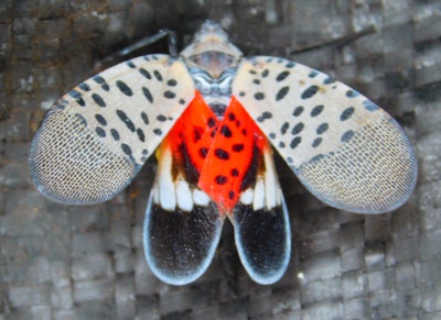 Adult spotted lanternflies have a red hind wing that can be seen when flared. Photo: Don Grosman