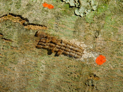 Egg masses about to hatch develop into egg pods. Photo: Don Grosman