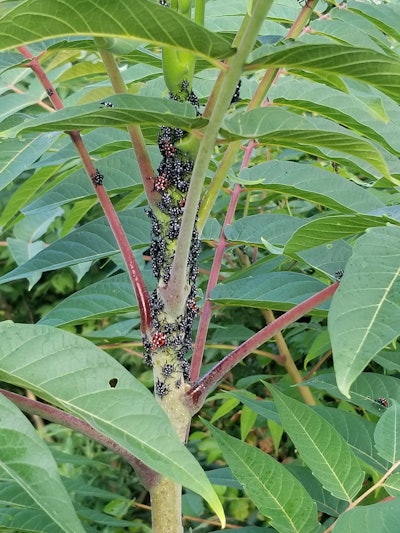 Spotted lanternfly nymphs gather on an Ailanthus tree. Photo: Don Grosman