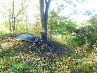 Honeydew produced by spotted lanternflies results in sooty mold appearing. Photo: Don Grosman