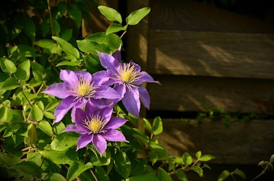 Clematis Photo: Pixabay