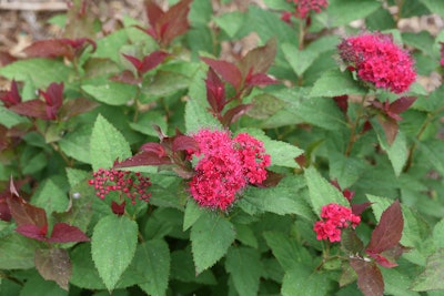 Double Play Doozie offers deep red foliage in the spring and bright purple-red flowers by late spring that continue through the summer. Photo: Courtesy of Proven Winners – www.provenwinners.com