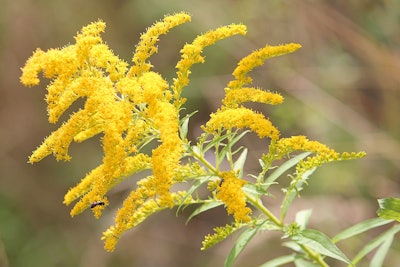 Goldenrod Photo: Pixabay