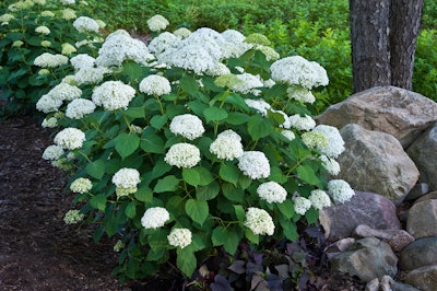 Incrediball hydrangea is an improved version of the classic ‘Annabell’ hydrangea. Photo: Courtesy of Proven Winners – www.provenwinners.com