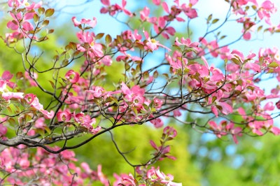 Flowering dogwood Photo: Pixabay