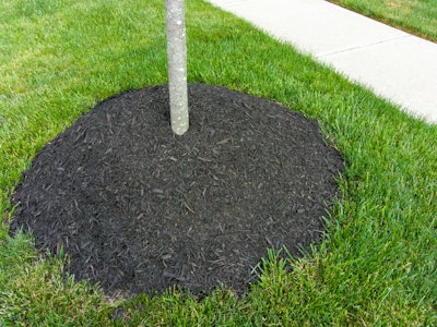 Mulch volcanos are unsightly and the excessive mulch on the trunk causes moisture to build up, creating ideal conditions for insect pests, diseases and decay.