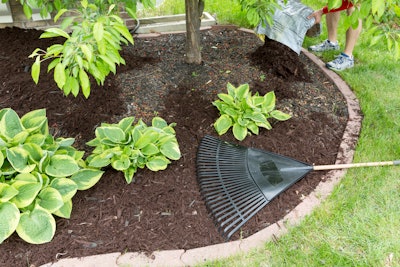Mulching around plants in a landscape bed