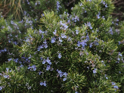 Rosemary Photo: Pixabay