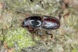 shothole-borer