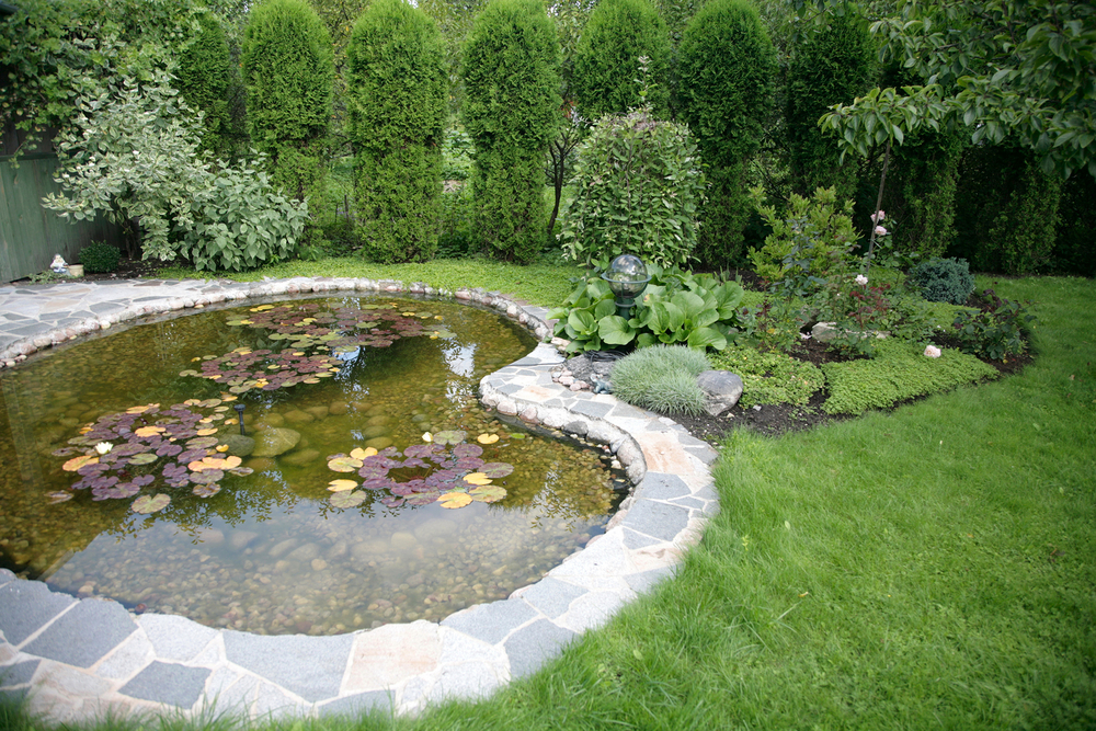 backyard-pond