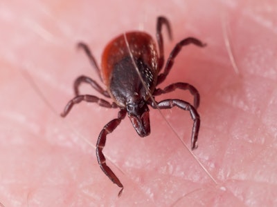 Female Deer Tick