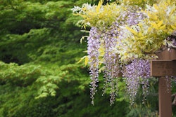 wisteria-vines