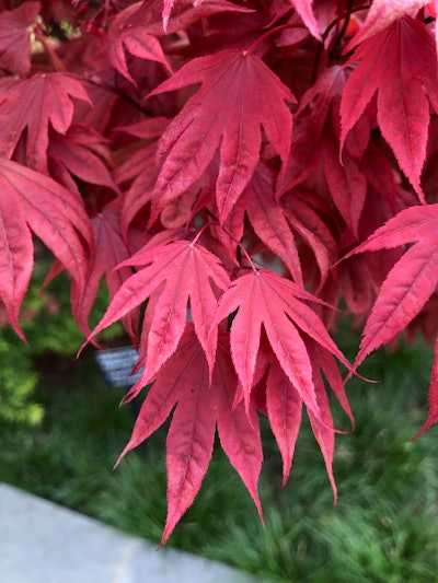 Japanese maples have colorful foliage all year. Photo: Jill Odom/Total Landscape Care