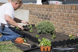 Man planting flowers in garden,
