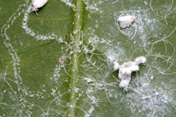 Rugose-spiraling-Whitefly