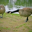canada-geese