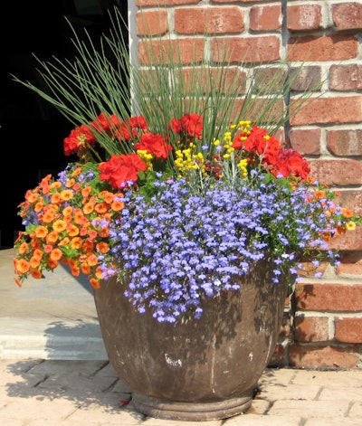 Photo: Courtesy of Proven Winners – www.provenwinners.com