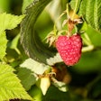raspberry-bush