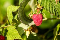 raspberry-bush