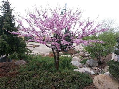 Eastern redbud stands out easily with its spring flowers. Photo: Pixabay
