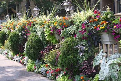 Photo: Courtesy of Proven Winners – www.provenwinners.com