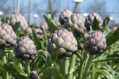 Globe artichoke
