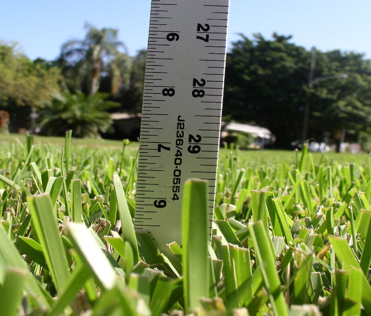 What To Know About St Augustine Grass Total Landscape Care What To Know About St Augustine Grass Total Landscape Care