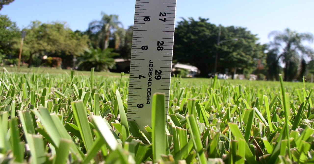 What To Know About St Augustine Grass Total Landscape Care