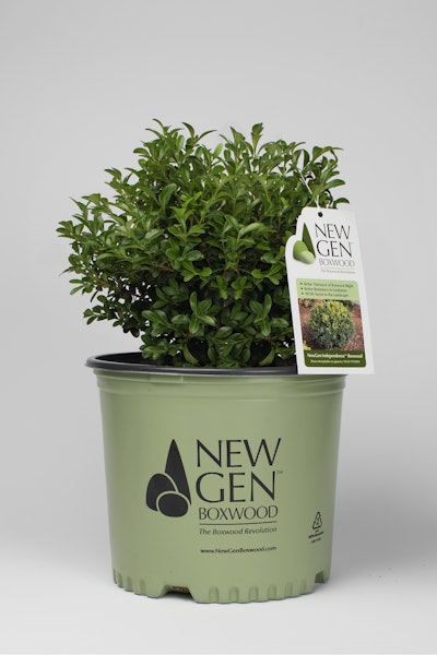 Photo: NewGen Boxwood