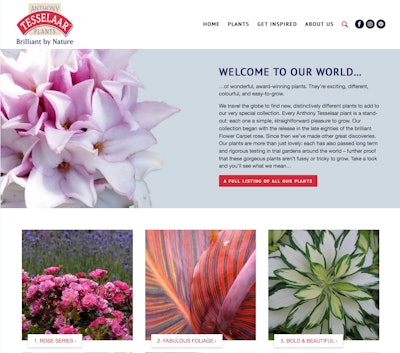 Tesselaar Website Home Page