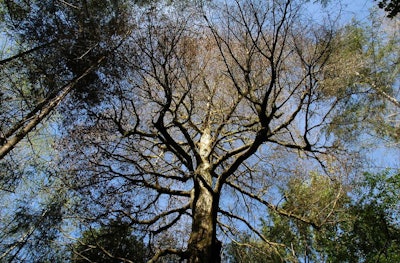 A tanoak tree killed by sudden oak death in Oregon. Photo: USDA Forest Service, Region 6, State and Private Forestry, Forest Health Protection/Flickr