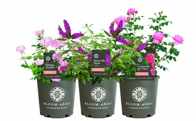 Photo: Star Roses and Plants