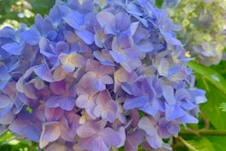 purple-blue-hydrangea