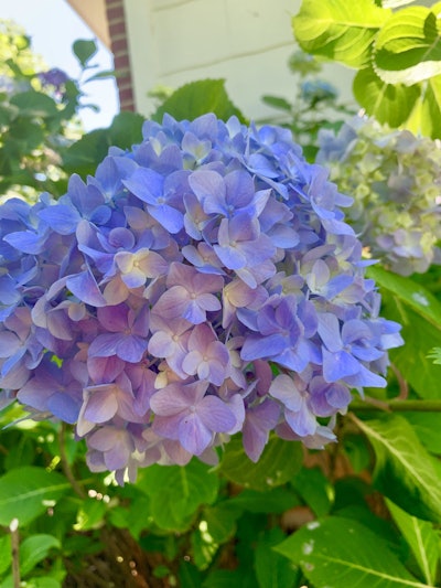 Photo: Beth Hyatt/Total Landscape Care