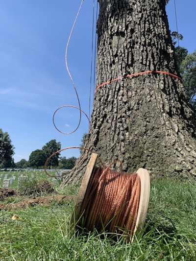Tree care professionals installed copper wiring in some of the older trees to keep them safe from lightning strikes. Photo: Beth Hyatt/Total Landscape Care