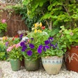 container-plants-on-gravel
