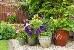 container-plants-on-gravel