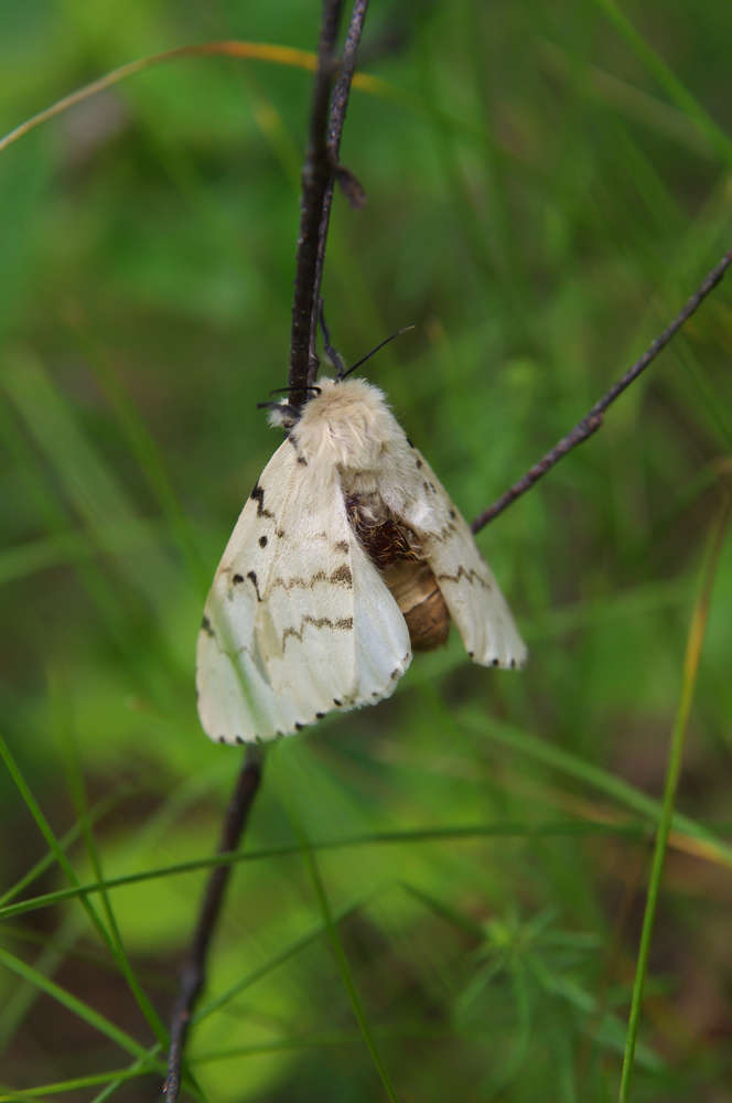 gypsy-moth