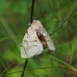 gypsy-moth