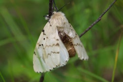 gypsy-moth