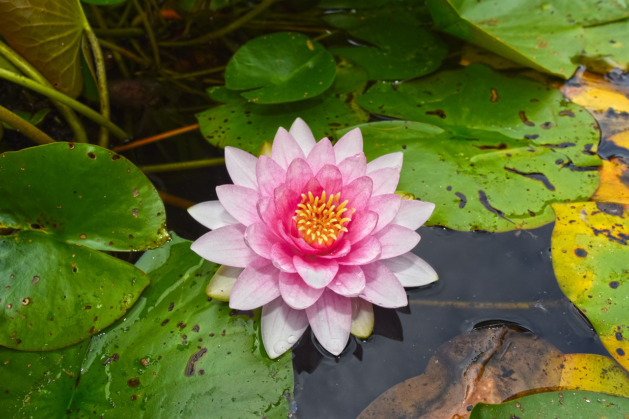 water-lily