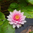 water-lily