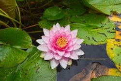 water-lily