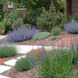 xeriscape-plants