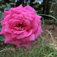 large-pink-rose