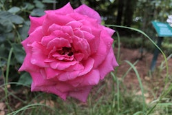 large-pink-rose