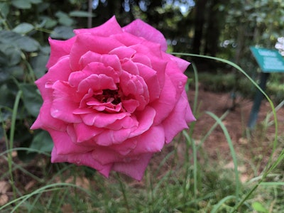 Photo: Jill Odom/Total Landscape Care